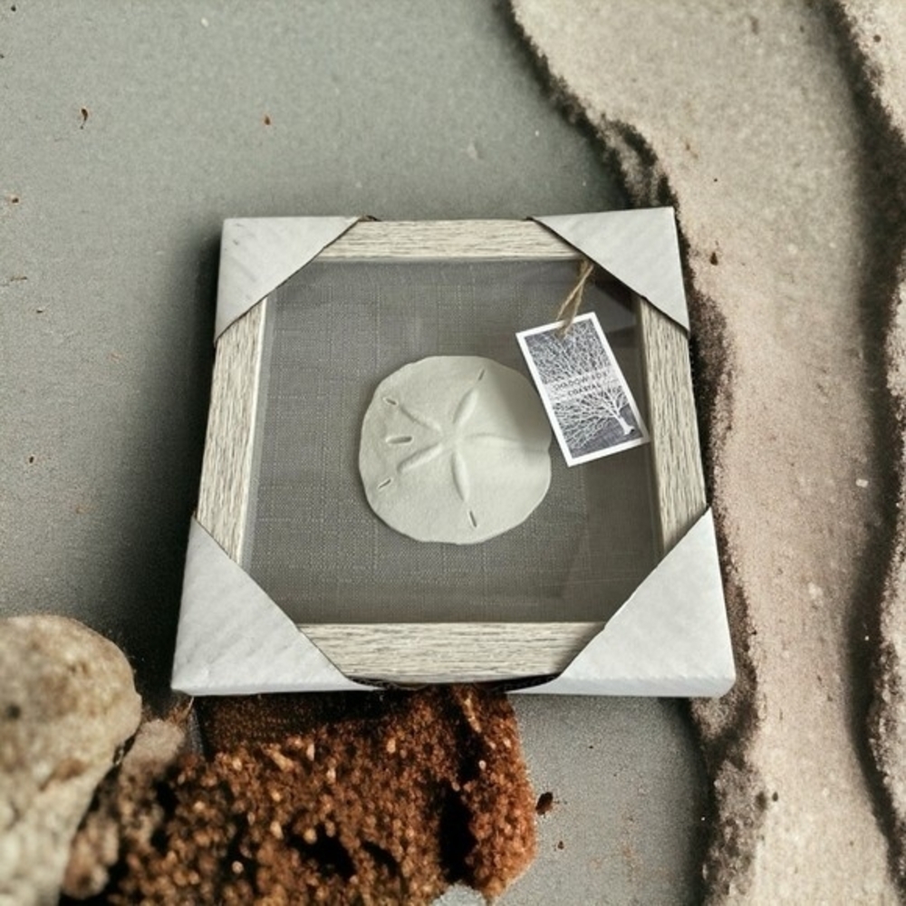 Coastal Sand Dollar Shadow Box Wall Art White Grey Glass Seashell Decor 9x9" New